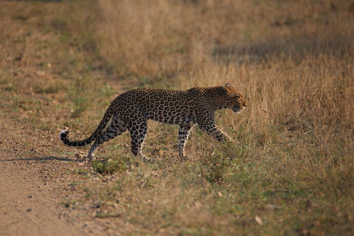 Leopard im Krüger NP