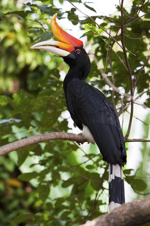 Heimische Vogelart 