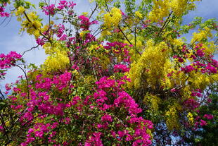 Laburnum und Bougainvillea