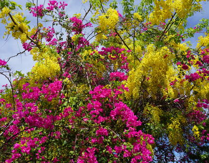 Laburnum und Bougainvillea