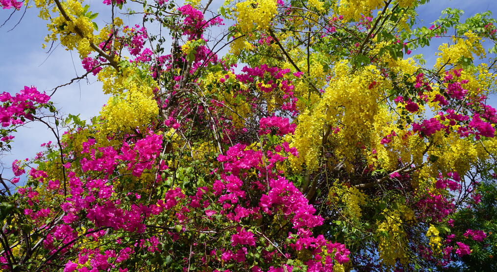 Laburnum und Bougainvillea