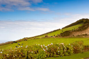 Landschaft in Sete Cidades