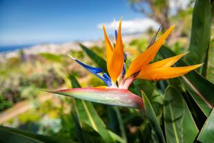 Strelitzia Blume in Quinta Vigia