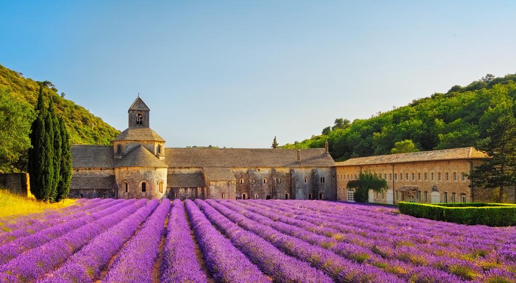 Lavendelblüte vor Senanque