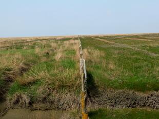 Westerhever