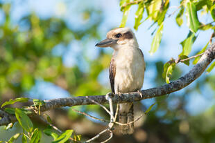 Kookaburra im Nationalpark 