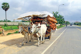 Ziehwagen in Angkor Thom