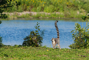 Halbaffe von Madagaskar