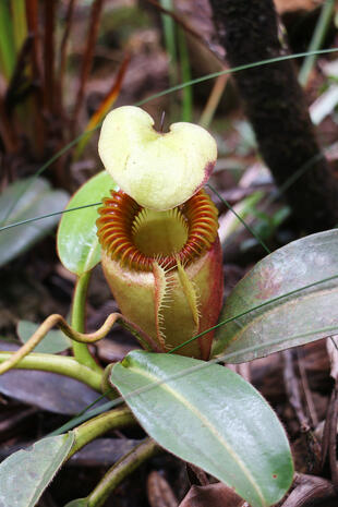 Nepenthes Villosa 