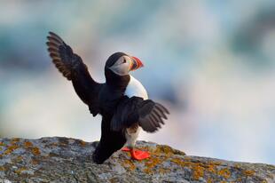 Papageientaucher auf den Lofoten