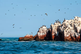 Ballestas Inseln