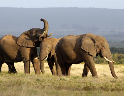 Elefantenherde im Addo Elephant Park