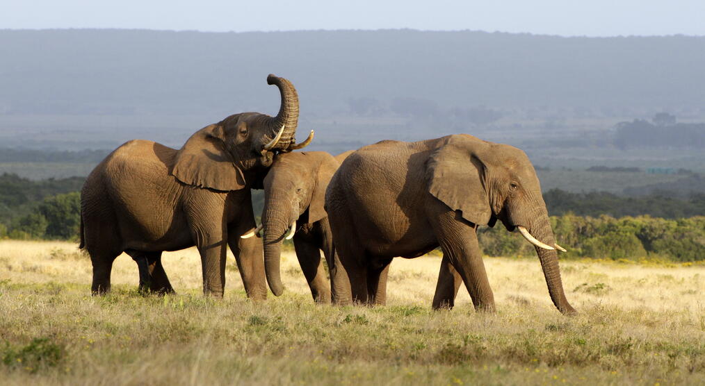 Elefantenherde im Addo Elephant Park