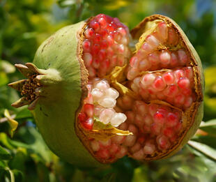 Granatapfel aus Zypern