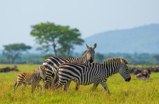 Zebras im Serengeti Nationalpark 