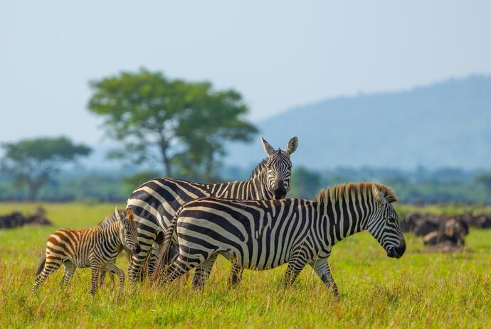 Zebras im Serengeti Nationalpark 