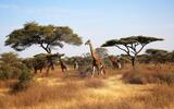 Giraffen im Serengeti Nationalpark