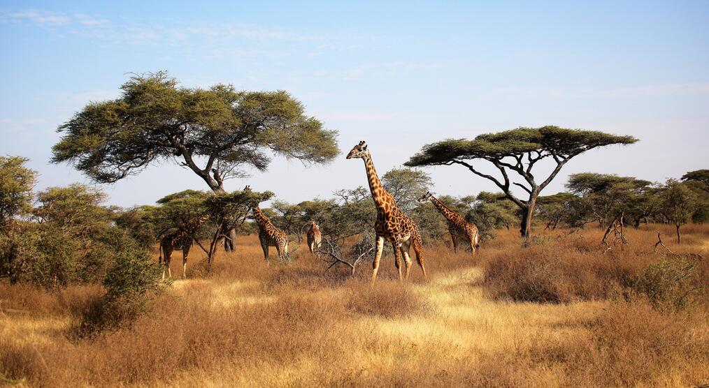 Giraffen im Serengeti Nationalpark