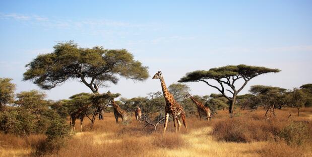 Giraffen im Serengeti Nationalpark