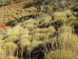 Spinifex Gras 