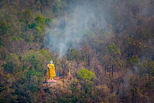 Wald am Mount Popa