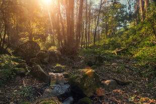 Wald im Naturpark Monchique 