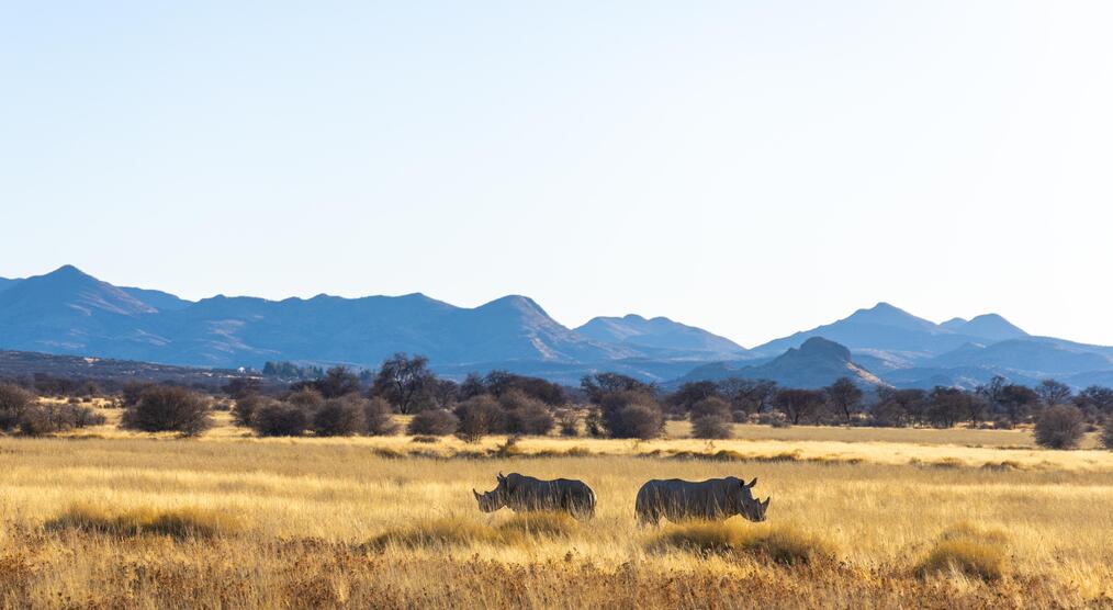 Tiere und Landschaft bei einer Namibia Reise