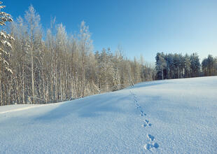 Tierspuren im Schnee