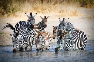 Zebras am Wasserloch