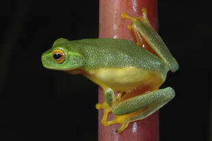 Grüner Baumfrosch im Daintree National Park 