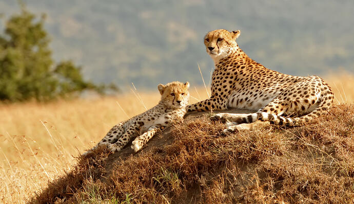 Masai Mara