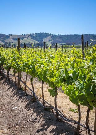 Weingut bei Valparaiso