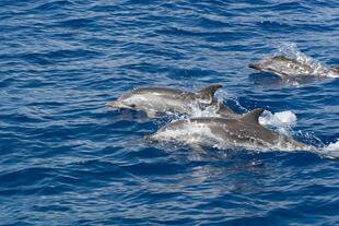 Bootsausflug La Gomera