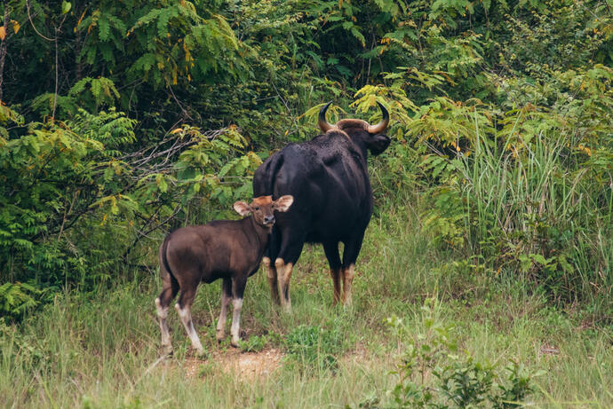 Gaur Rinder Nationalpark Kui Buri