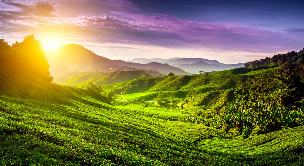 Cameron Highlands