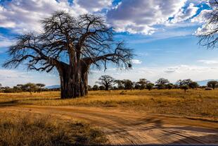 Baobab Baum