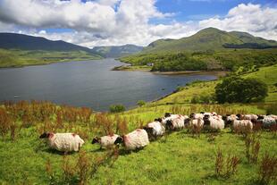 Killary Harbour mit Schafen