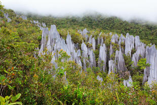 Gunung Mulu Nationalpark 