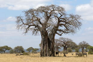 Baobab Baum