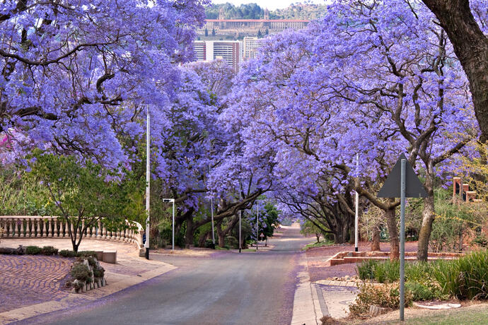 Allee in Pretoria