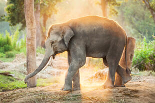 Elefant im Nationalpark