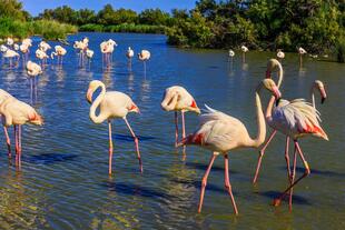 Flamingos in Camargue