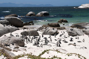 Boulders Beach