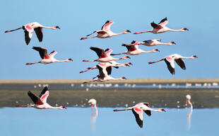 Flamingos in Walvis Bay