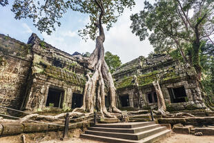 Verwurzelter Baum im Tempel