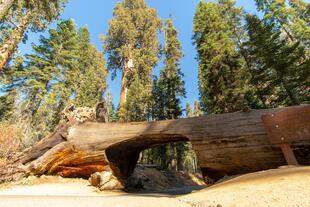 Sequoia-Nationalpark