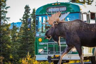 Elch im Denali Nationalpark