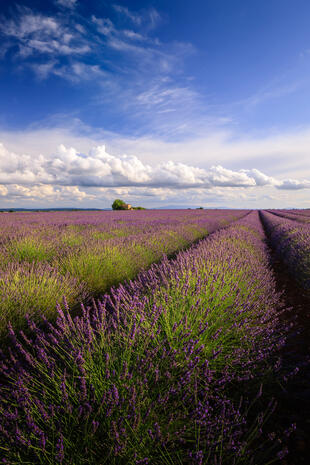 Lavendelfelder beim Valensole-Plateau