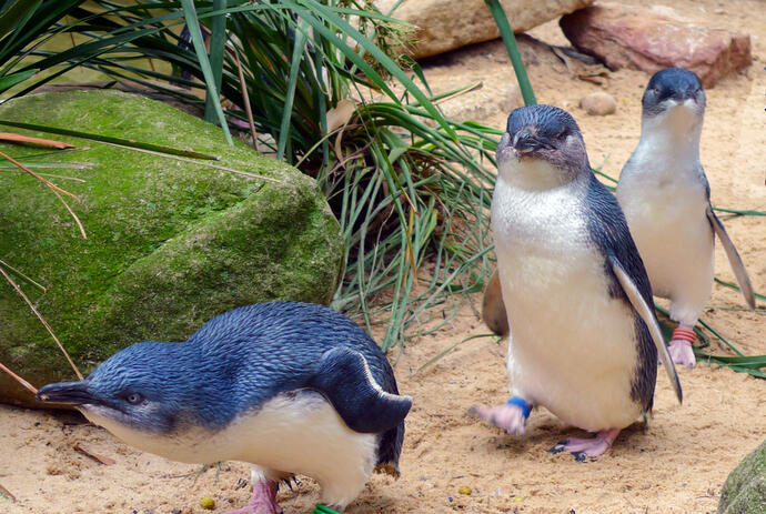 Pinguine auf Phillip Island