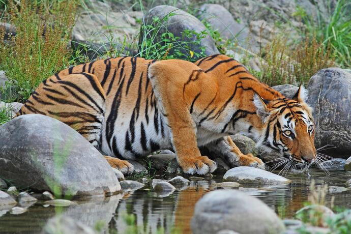 Bengaltiger im Chitwan Nationalpark